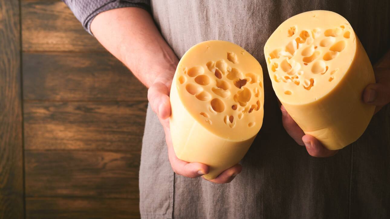 Hands of man hold two big slices of cheese maasdam against background of old wooden wall in cheese f
